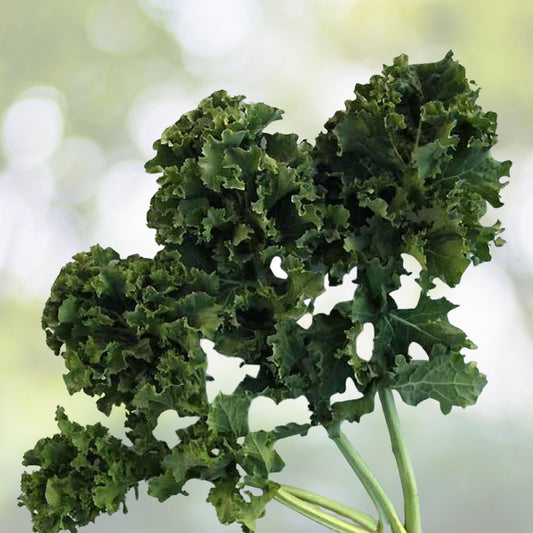 Kale Seeds 500 Count Dwarf Siberian Heirloom Non-GMO Brassica oleracea Healthy Greens Vegetable Seeds