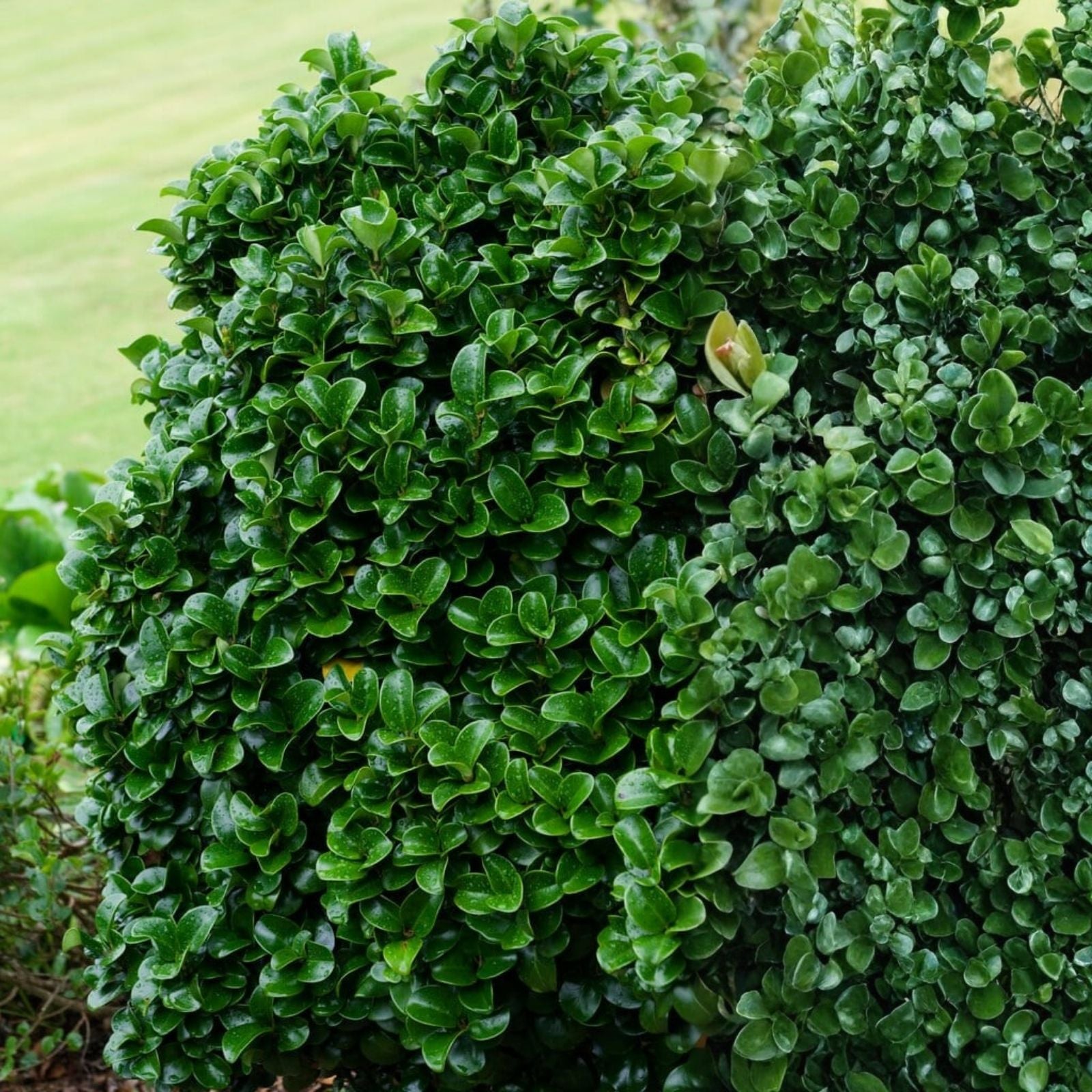 Ligustrum japonicum Japanese Privet Cutting - Evergreen Shrub, 6-8" Starter Plant, Ornamental Hedge, Fast Growing Live Plant