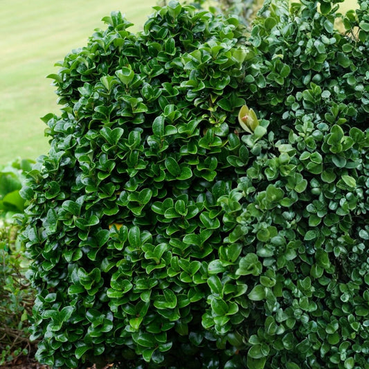 Ligustrum japonicum Japanese Privet Cutting - Evergreen Shrub, 6-8" Starter Plant, Ornamental Hedge, Fast Growing Live Plant
