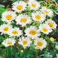 Shasta Daisy Seeds 25+ Pack Leucanthemum × superbum Bright White Yellow Flower Garden Plant Starter