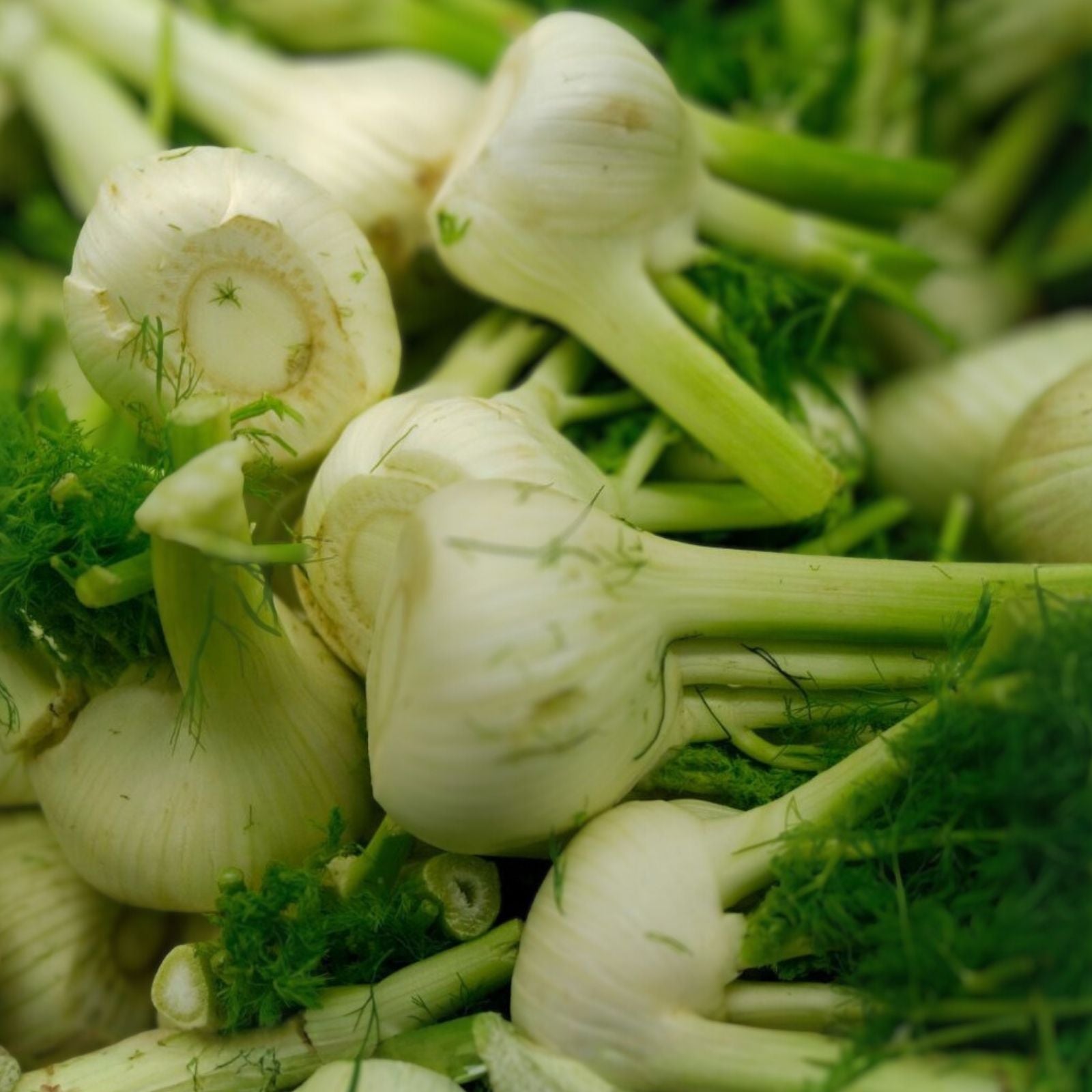 Florence Fennel Bare Root Plants Set of 2 – Edible Herb for Cooking – Foeniculum vulgare Starter Plants