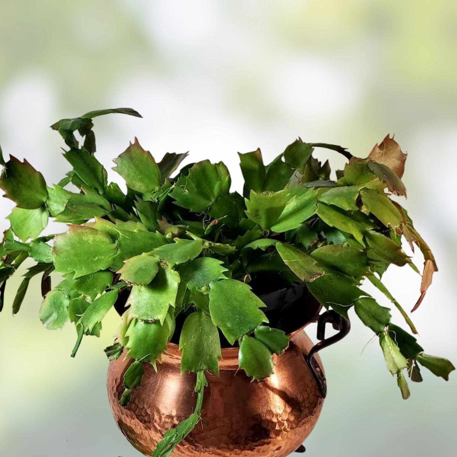 Unrooted Thanksgiving Cactus Leaf Cuttings Propagation Schlumbergera truncata Houseplant Enthusiasts