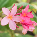 Plumeria Miami Rose Live Plant - Large Pink Fragrant Flowers - 6-10 inch Starter Plant, Frangipani, Tropical Houseplant