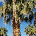 California Fan Palm Seeds Washingtonia Filifera Drought Tolerant Ornamental Tree Live Plant Cutting Bare Root Starter Plant