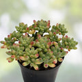 Rare Sedum pachyphyllum Live Succulent Plant 2-Inch Green Foliage Starter Houseplant Gift