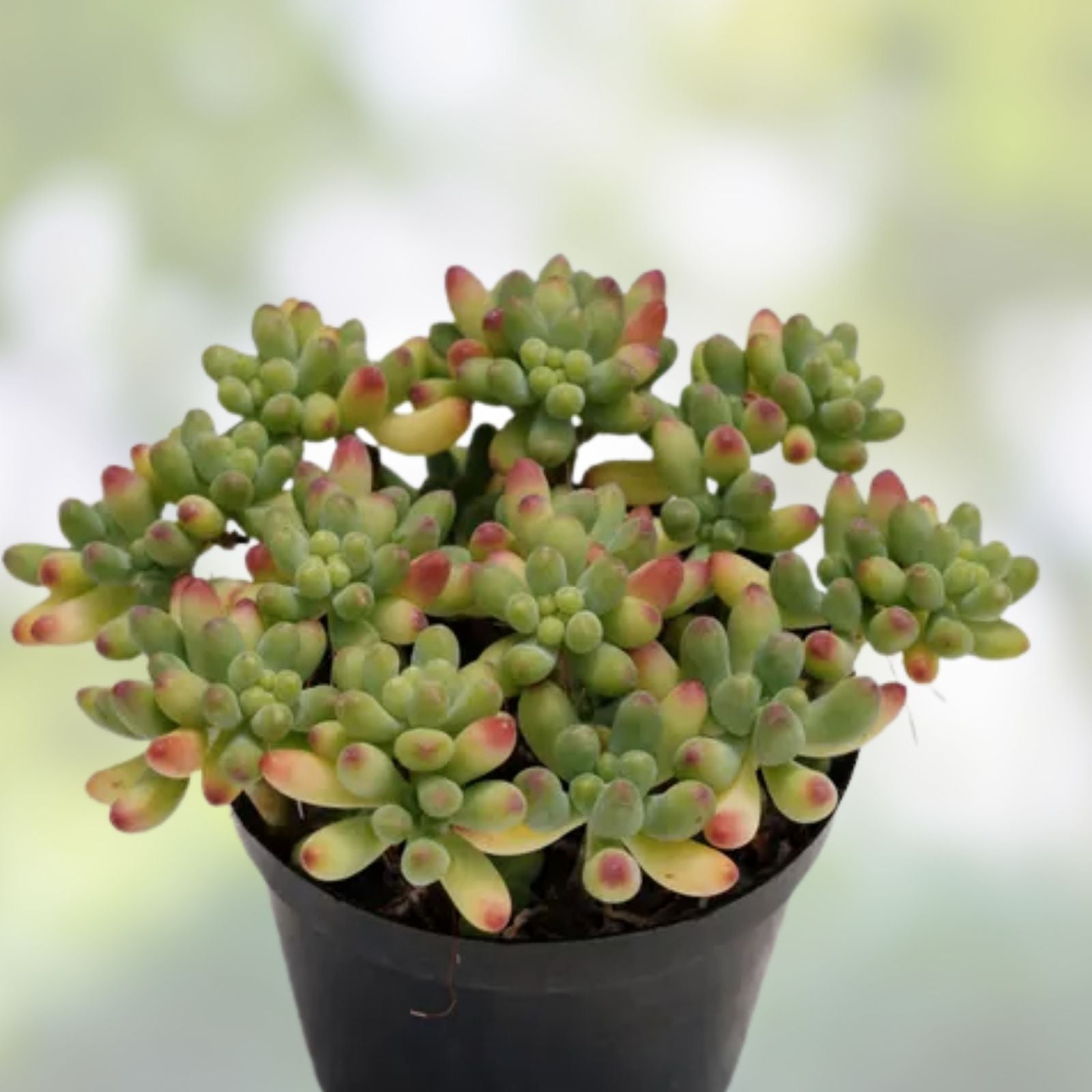 Rare Sedum pachyphyllum Live Succulent Plant 2-Inch Green Foliage Starter Houseplant Gift