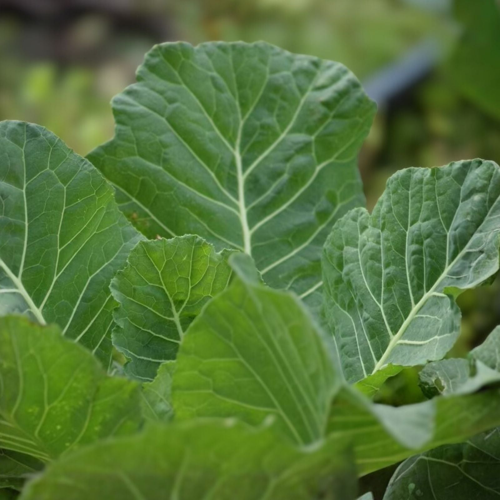 Collard Greens Seeds 500 Pack Non-GMO Brassica oleracea var. viridis Vegetable Seeds, Heirloom, Starter Plant, Live Plant, Cutting