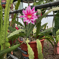 Epiphyllum Orchid Cactus Cutting - Grace Ann Variety - Tropical Houseplant - Don's Cuttings SEPT/3 - Fast Shipping