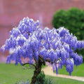Blue Chinese Wisteria Seeds - Wisteria sinensis Climbing Flower Vine - Perennial, Fragrant, Fast Growing, Live Plant, Starter Seed Pack