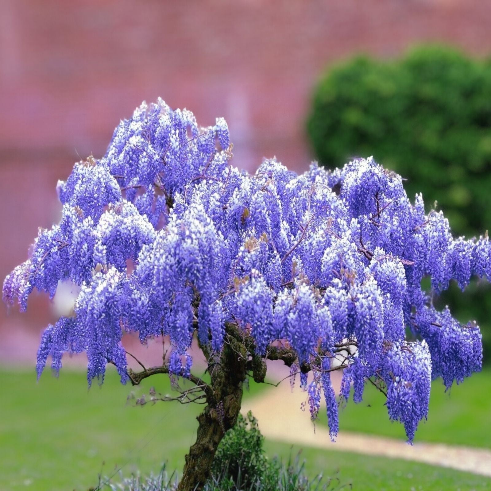 Blue Chinese Wisteria Seeds - Wisteria sinensis Climbing Flower Vine - Perennial, Fragrant, Fast Growing, Live Plant, Starter Seed Pack