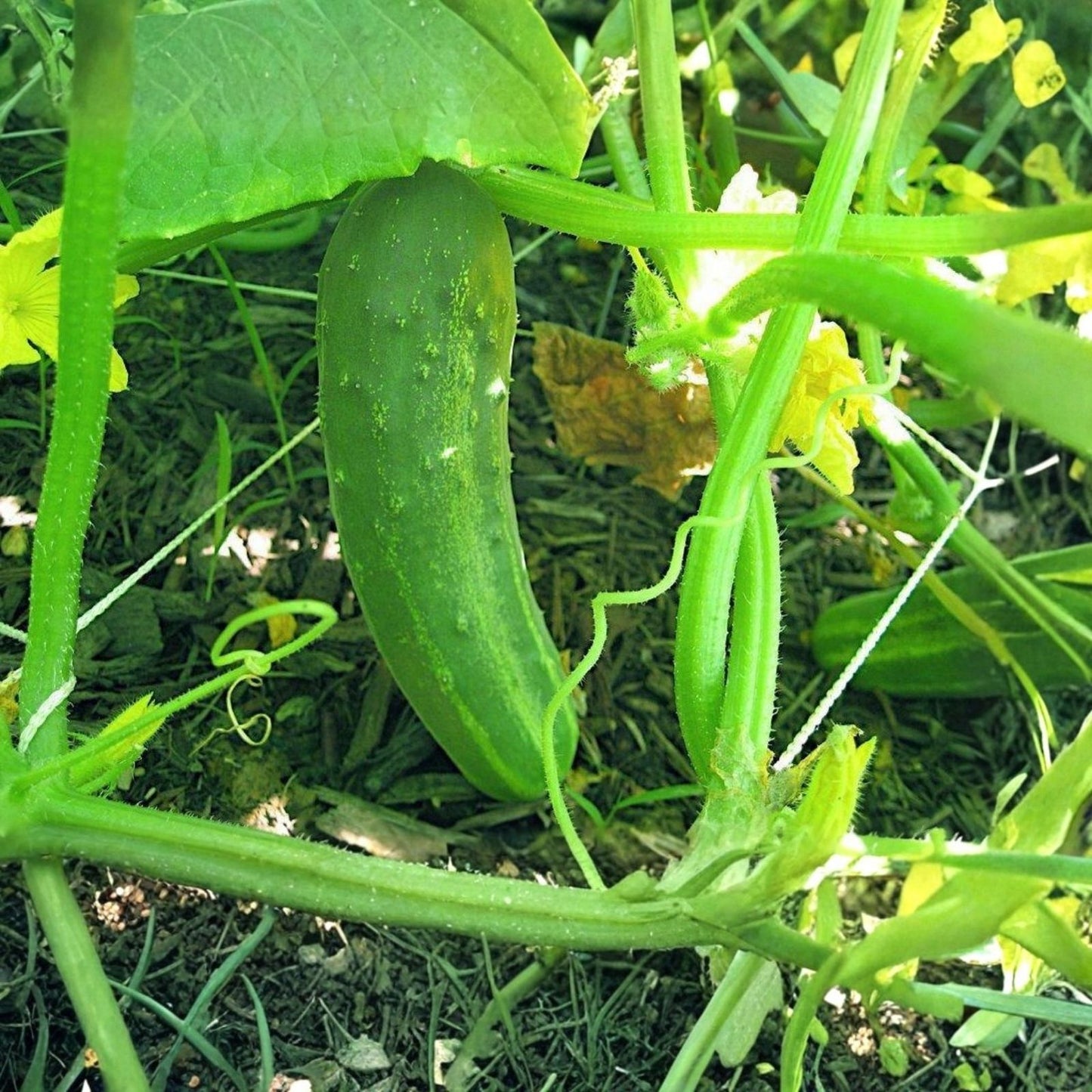 Heirloom Squash Seeds 100 Pack – Early Prolific Straight Neck Cucurbita pepo Vegetable Seeds for Gardening