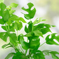 Rhaphidophora Tetrasperma Cuttings - Mini Monstera - 2 Leaves, 2 Nodes - Indoor Plant Propagation - Live Plant Cuttings