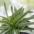 Spider Plant Cuttings 3-5 inches, Chlorophytum comosum, live houseplant starter, indoor plant, healthy, multiple varieties