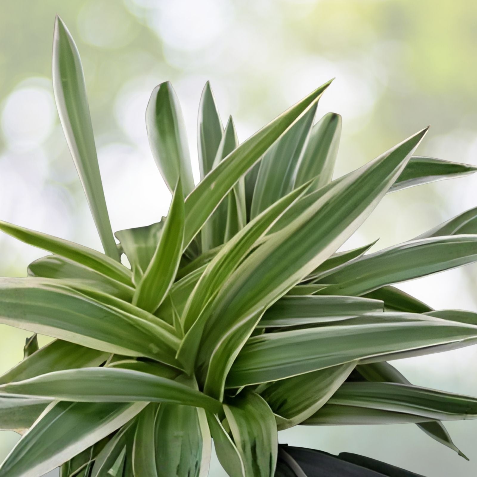 Spider Plant Cuttings 3-5 inches, Chlorophytum comosum, live houseplant starter, indoor plant, healthy, multiple varieties