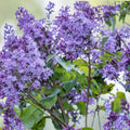 Old Fashioned Lilac Sapling Syringa vulgaris Bare Root Shrub for Gardens Dormant Shipping