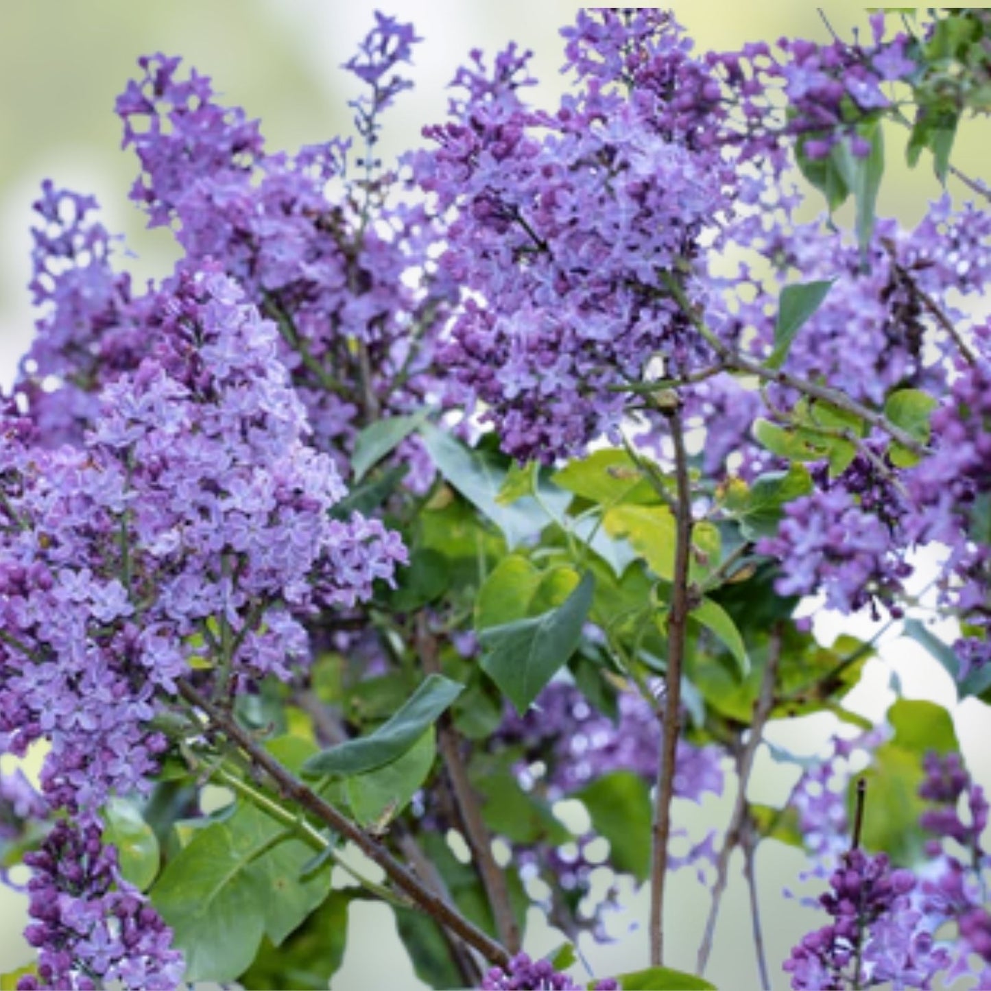 Old Fashioned Lilac Sapling Syringa vulgaris Bare Root Shrub for Gardens Dormant Shipping