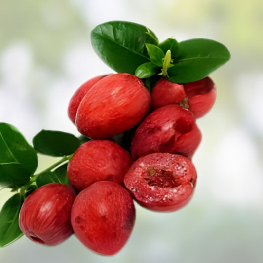 Natal Plum Seeds 10 Pack | Edible Fruit Bush Carissa grandiflora | Live Plant, Shrub, Starter Seeds, Houseplant, Bare Root, USA Seller