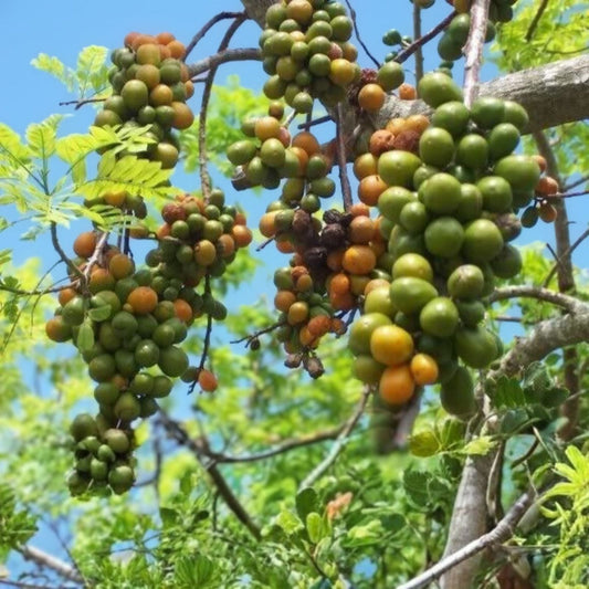 Hog Plum Cuttings 8-10" Jamaican Red Coat Spondias purpurea Tropical Fruit Plant Live Starter Plant