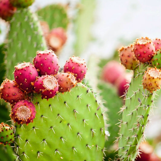 Opuntia xoconostle Prickly Pear Cactus Cuttings Live Plant Propagation Nopal Cactus Bare Root Starter