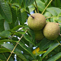 Black Walnut Tree Cuttings Juglans Nigra Live Plant Starter Bare Root Grafting Propagation Material 20