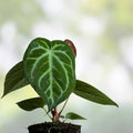 Anthurium Magnificum Live Plant Tropical Houseplant Easy Care Indoor Plant Free Shipping
