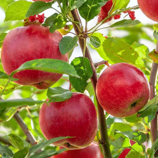 Organic Apple Tree Cuttings Malus domestica Live Plant Starter Bare Root Fruit Tree for Planting
