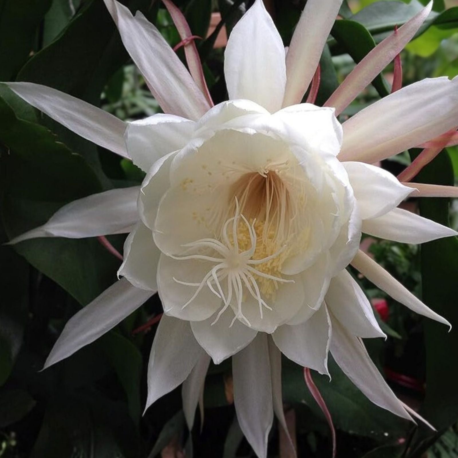 Epiphyllum Oxypetalum Queen of the Night Orchid Cactus Live Indoor Rare Succulent Plant Cutting