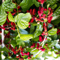 Dwarf Thai Mulberry Cuttings Morus alba var. Organic Live Plant Grafting Starter Plant Bare Root 10