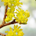 Spicebush Lindera benzoin Live Plant Set of 2 Hardy Shrubs for Moist Areas Bare Root 2-3 Years Old