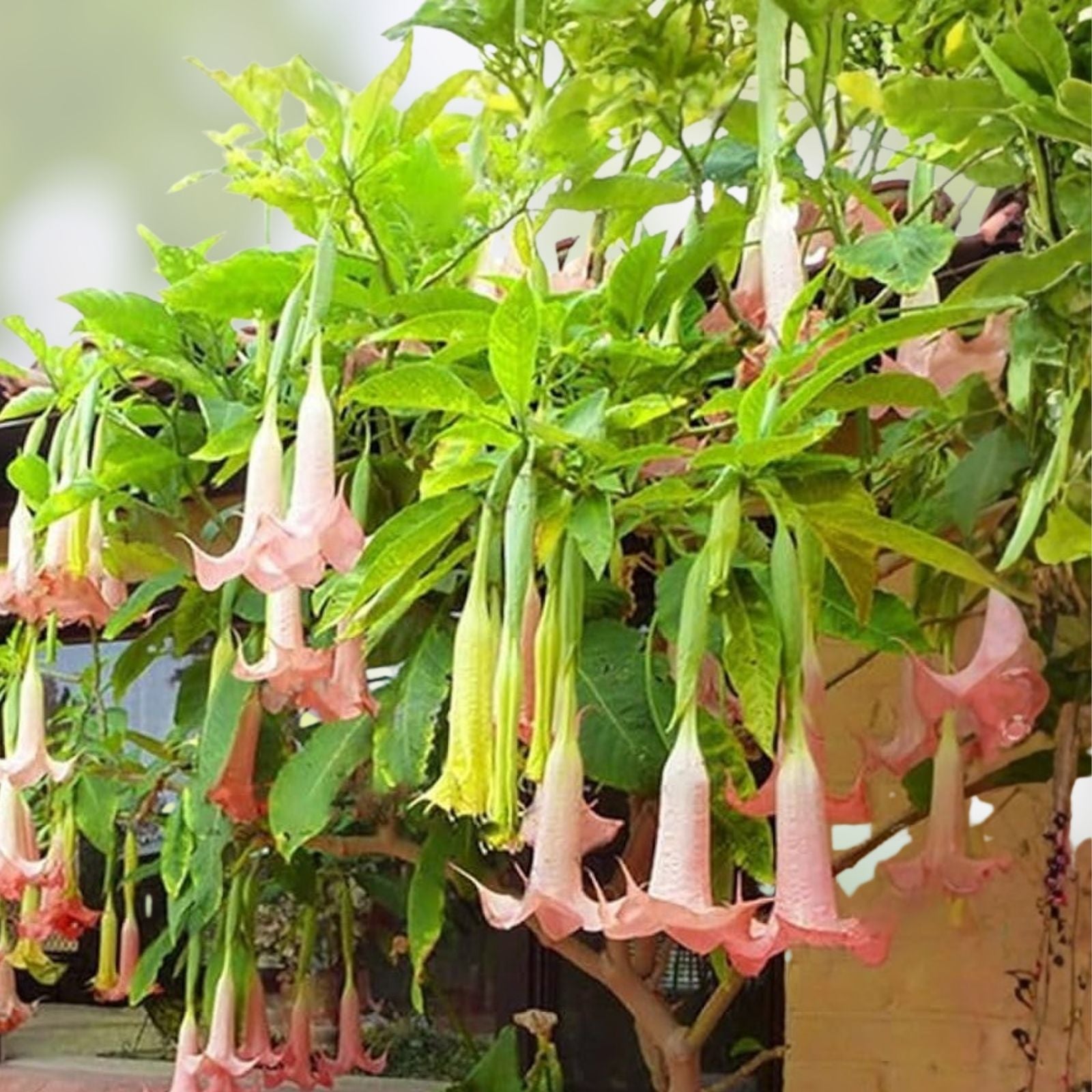 Brugmansia Cuttings - Pink Angel Trumpet - Easy to Grow Plant - Brugmansia spp. - Fast Growing