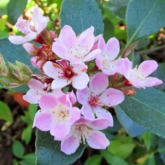 Indian Hawthorn Seeds Pink Lady Rhaphiolepis indica 25 Pack Garden Plant Starter Live Cutting Bare Root