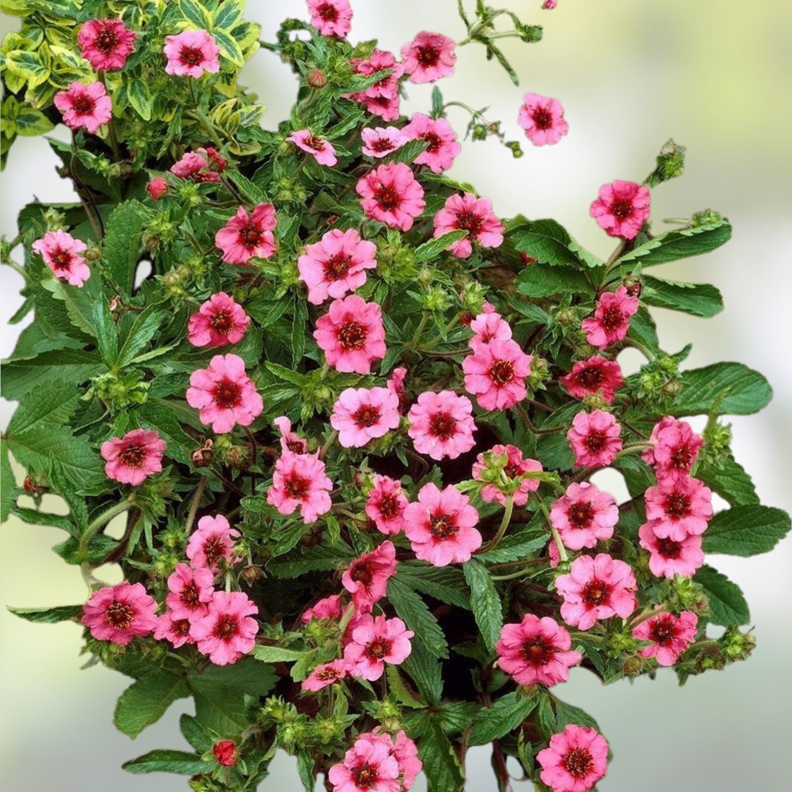 Potentilla Seeds Miss Wilmott Bright Pink Flowering Perennial Plant 5000 Count Herbaceous Cutting Bare Root