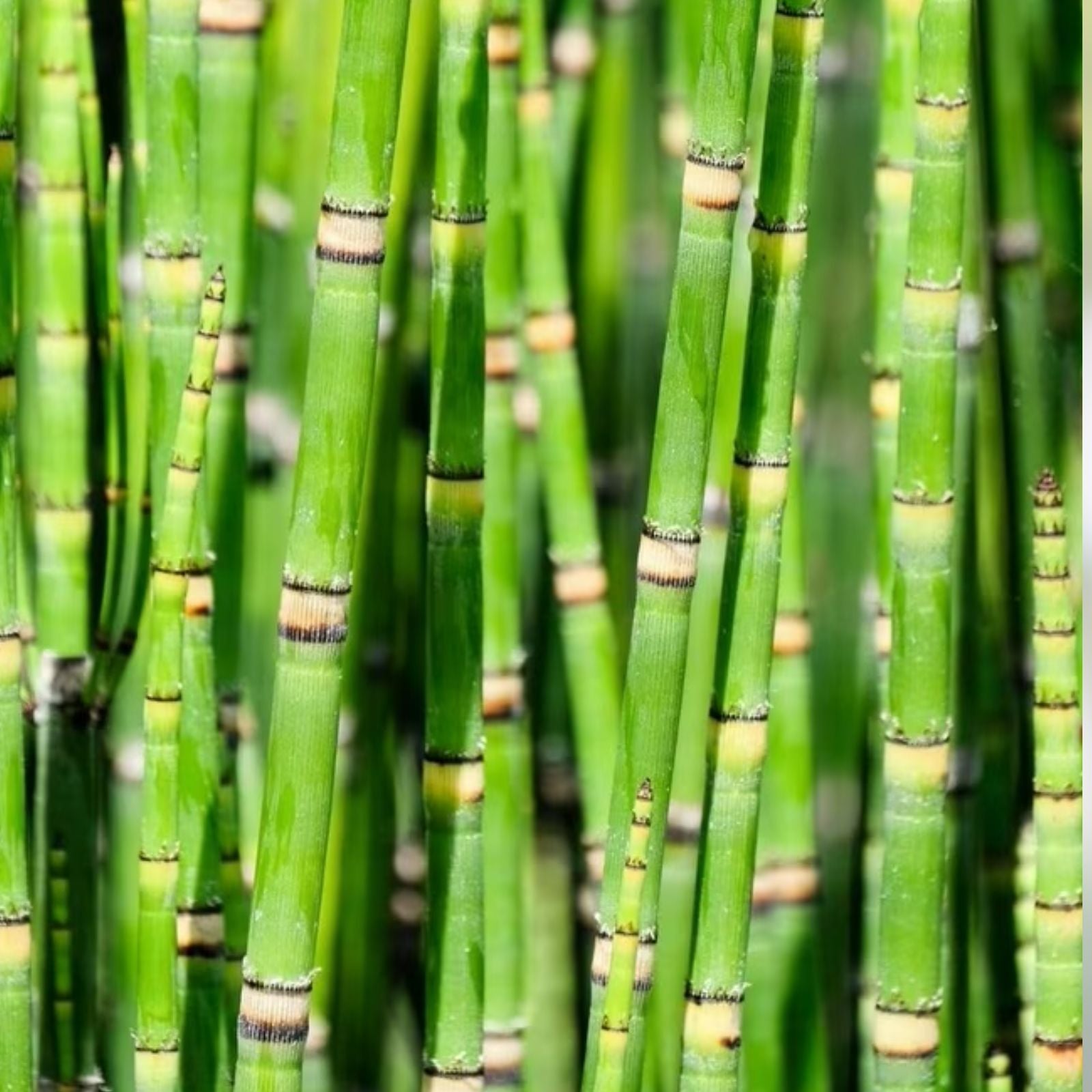 Dwarf Bamboo Plant Cuttings - Equisetum Horsetail Water Plant - Aquatic Garden Decor - Easy Care Indoor Outdoor