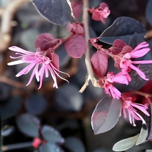 Loropetalum Plum Delight Shrub 3-inch Live Plant with Purple Foliage, Flowering, Low Maintenance, Loropetalum chinense, Fast Growing