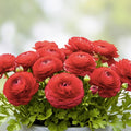Red Ranunculus Bulbs for Planting – 10 Flowering Bulbs – Bright Red Color – Ranunculus asiaticus – Easy to Grow