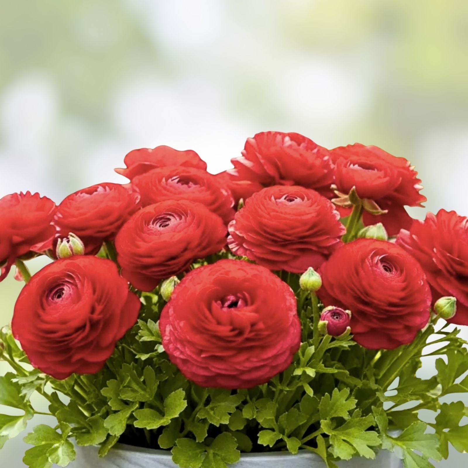 Red Ranunculus Bulbs for Planting – 10 Flowering Bulbs – Bright Red Color – Ranunculus asiaticus – Easy to Grow