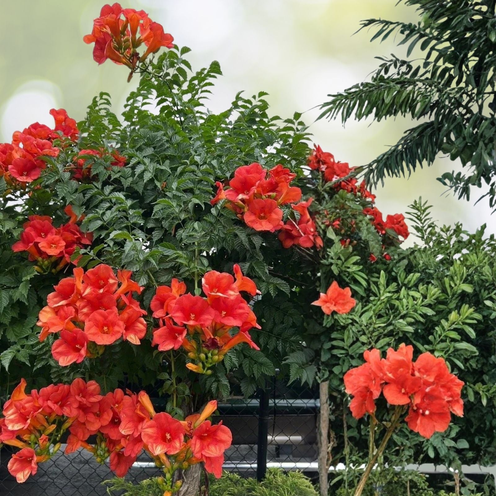 Trumpet Vine Seedlings 10-Pack Campsis Radicans Climbing Plant Vibrant Orange Red Blooms Garden Landscape