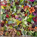 50 Succulent Cuttings Variety Pack | Live Houseplants | Easy Care Succulents | Gardening Starter Plants | Free Shipping