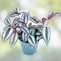 Tradescantia Zebrina Silver Plus Wandering Jew Plant 2.5" Pot – Indoor Houseplant, Fast Growing, Decorative Green and Silver Foliage