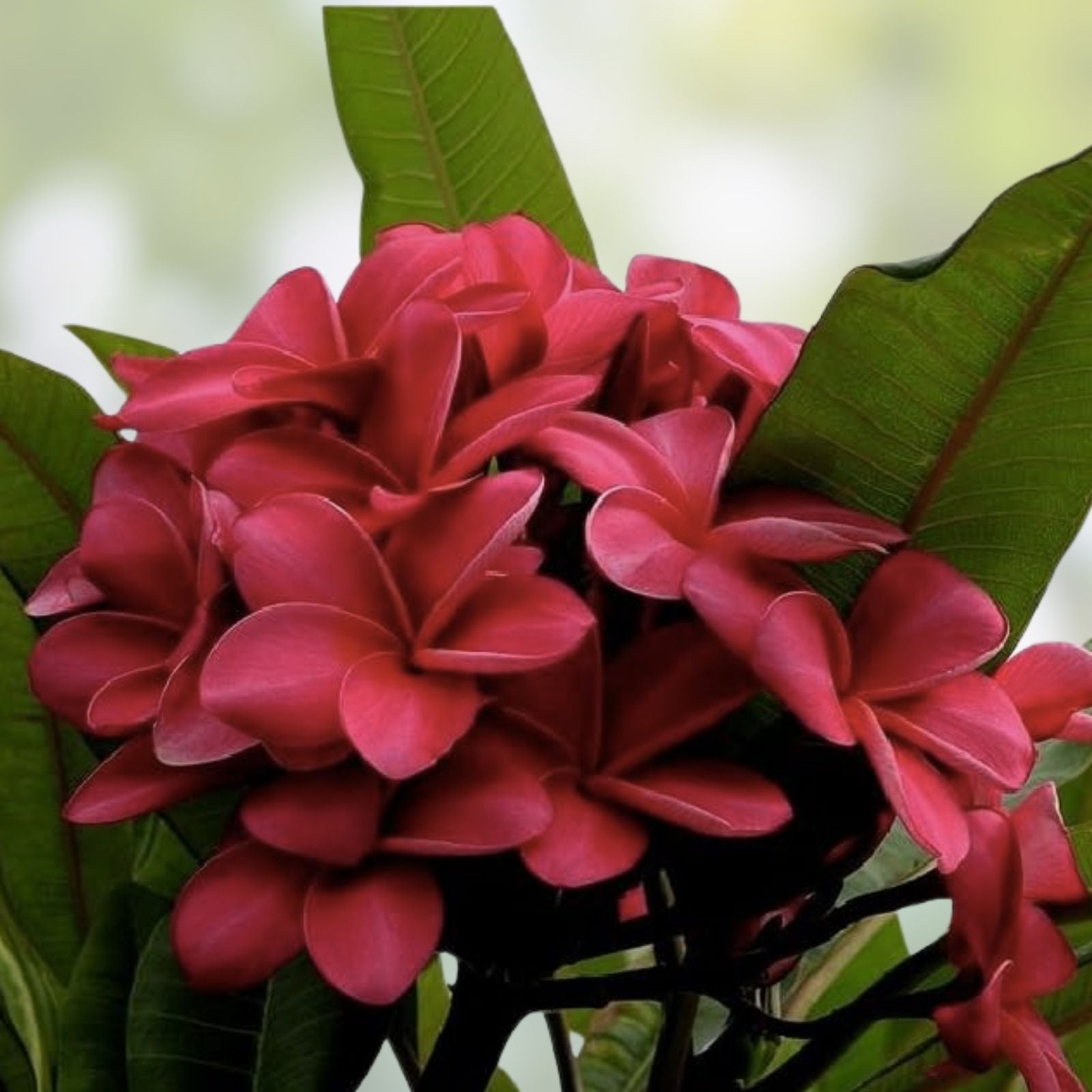 Red Plumeria Plant in 2.5 Inch Pot, Fragrant Tropical Flower, CHAliKA Rooted, Plumeria spp.