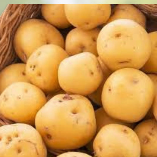 Kennebec Seed Potatoes for Planting – High Yield, White Skin, Solanum tuberosum, Live Plant, Cutting, Starter Plant