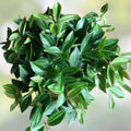 Variegated Peperomia Angulata Funky Frog Live Houseplant Pet Friendly Indoor Plant 4-6 inches