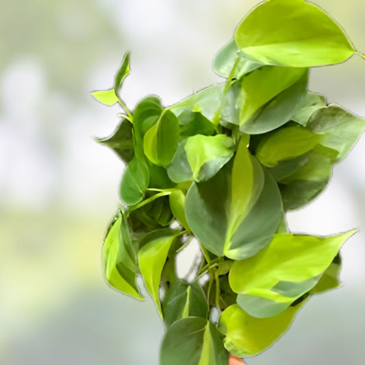 Heart Leaf Philodendron Cuttings - 10 Live Unrooted Clippings - Indoor Houseplant, Green Foliage, Philodendron hederaceum