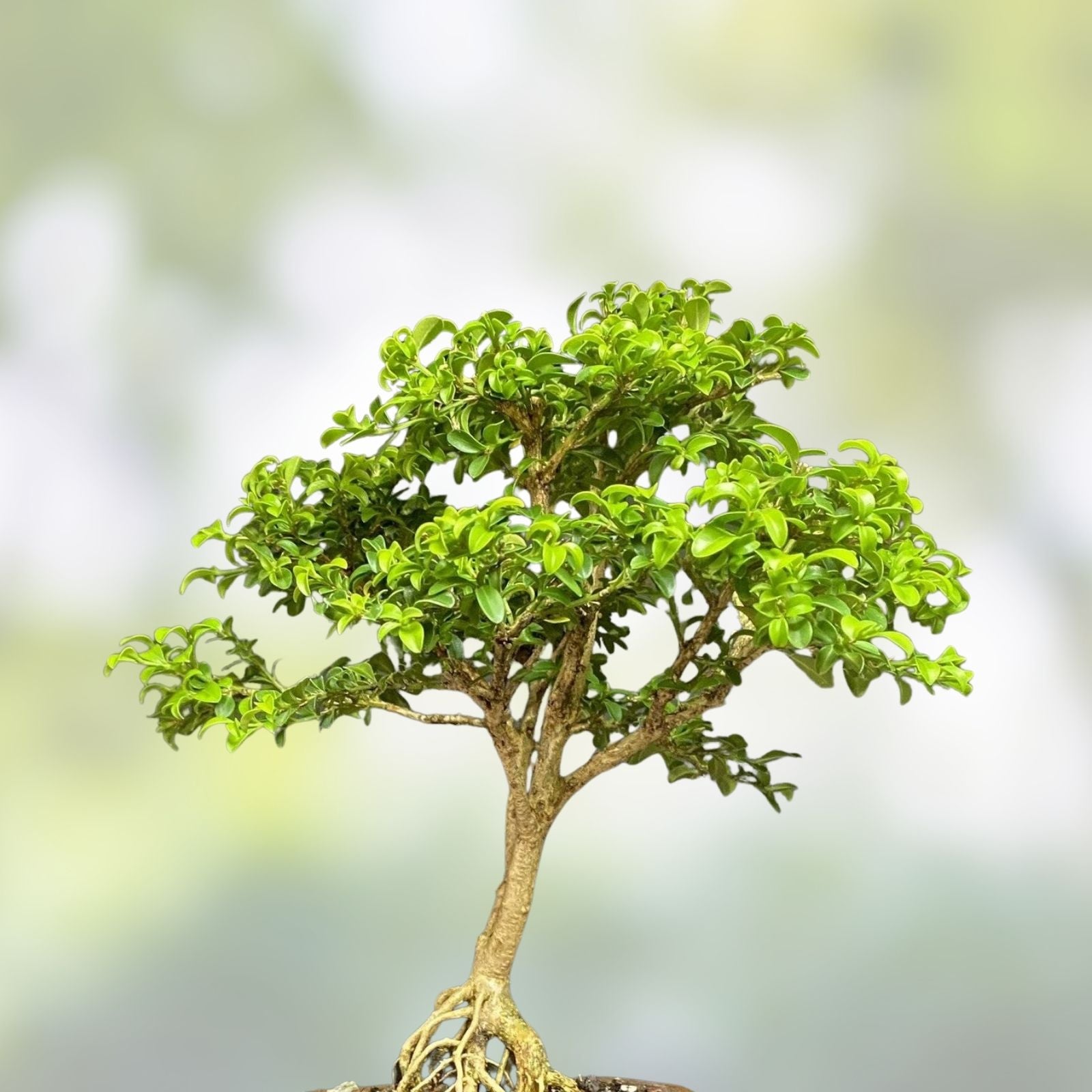 Kingsville Boxwood Bonsai Tree 9-inch in Chinese Glazed Pot, 12-Year-Old Indoor Home Decor Plant, Fast Growing, Buxus microphylla