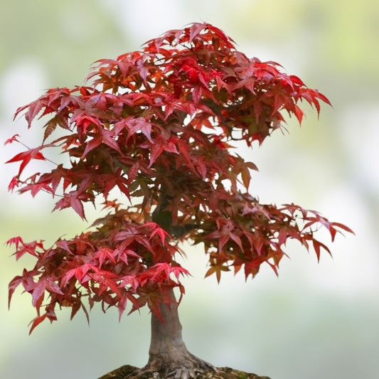 Japanese Red Maple Seeds 30 Pack | Acer palmatum Bare Root Live Plant for Landscaping & Gardening
