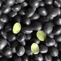 Snowball Pumpkin Seeds 10 Count 2 Pound White Varieties Cucurbita pepo for Planting