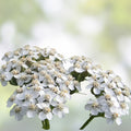 White Yarrow Seeds Achillea millefolium Organic Perennial Wildflower Garden Plant 500 Seeds Free Shipping