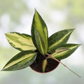 Hoya Macrophylla 'Reverse Pot of Gold' Variegated Live Houseplant 4-inch Indoor Plant Easy Care