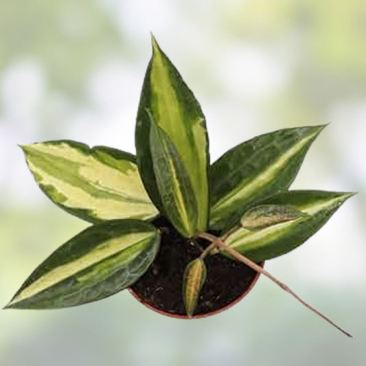 Hoya Macrophylla 'Reverse Pot of Gold' Variegated Live Houseplant 4-inch Indoor Plant Easy Care