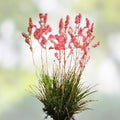 Red Yucca Seeds Hesperaloe parviflora Live Plant Cutting Butterfly Hummingbird Attracting Starter Plant